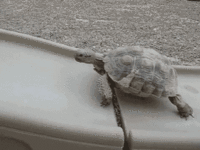 IMG_6799.GIF