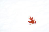 17391974_1638961789452935_1604252825_n.png