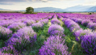 Lavanda-polje-72©-Evgord-Dreamstime.com_1.jpg