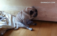 IMG_7306.GIF