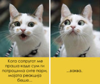 15-zabavni-macki-so-covecki-grimasi-16.jpg