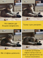 15-zabavni-macki-so-covecki-grimasi-15.jpg