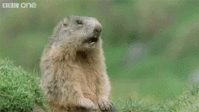 IMG_7463.GIF