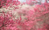 wallpaper spring pink flower.jpg