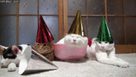 IMG_7634.GIF