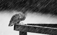 rain-photography-wallpaper_1433452323.jpg