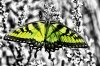 tiger-swallowtail-butterfly-in-a-black-and-white-world-bill-cannon.jpg