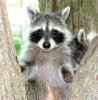 raccoon-0008.jpg