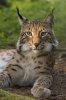 250px-Lynx_lynx_poing[1].jpg