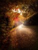 autumn_road__by_4420-d1oc55e_large.jpg