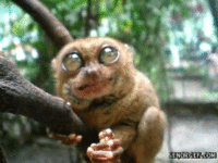 IMG_7768.GIF