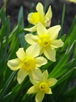 narcissus_2_1.JPG