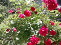 DSC_0908.jpg