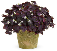 oxalis-charmed-wine.jpg