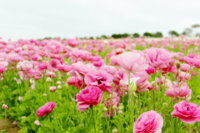 flowerfields3.jpg