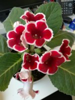 IMG_20170529_123849-1560x2080.jpg