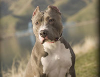 pitbull-dog-animal-hd-wallp.jpg