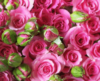 IMG_8426.GIF