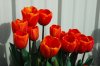 tulip-2005-trip-2.jpg