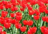 red_tulips_1.JPG