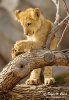 lion.cub.c02.11.2005.jz3f4256.b-600.jpg