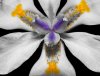 macro-of-a-lilly-in-black-and-white-with-limited-colour-added.jpg