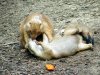 funny-picture-photo-nature-squirrel-kiss-creativity-pic.jpg