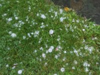 IMG_20170614_171916.jpg
