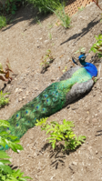 peacock 1.png