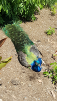 peacock.png