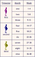 4892faf7e2b499bf659d3ffc387cffab--pregnancy-countdown-pregnancy-calendar.jpg