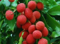 azijska-tresnja-lat-litchi-chinensis-sjemenke-slika-30802124.jpg