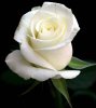 white-rose-elegant-flower-5.jpg