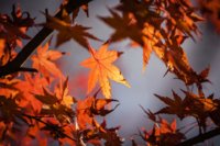 autumn-leave-1415541_960_720.jpg