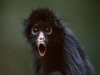 spider-monkey_719_600x450.jpg