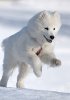 samoyed-dog-thumb6427831.jpg