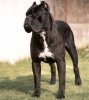 Cane Corso-gt.jpg