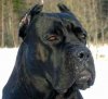 Cane Corso2.jpg