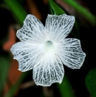 Very rare___ Skeleton Flower, Hawaii_ You Can Almost See ___.jpg