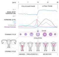 250px-MenstrualCycle2_en.svg.png