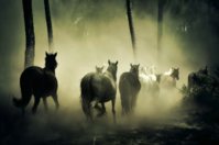 Somesh Choubey_horse forest_YkJhRWpddA.jpg