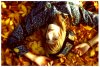 Welcome__Autumn___updated__by_disco_ball.jpg