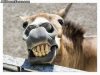 Funny Horse Smile3.jpg