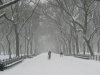 p299334-New_York-Fresh_winter_snow_in_Central_Park.jpg