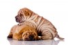 dog-picture-photo-shar-pei-puppies.jpg