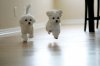 adorable-puppies1.jpg