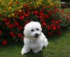 HappyHavanese.jpg
