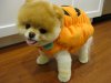 Boo-the-Cutest-Puppy-in-the-World-in-a-Halloween-Costume.jpg