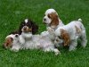 Cocker-Spaniel-Puppies-300x225.jpg