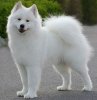 Samojed-Samojedskaja-Sobaka-2.jpg